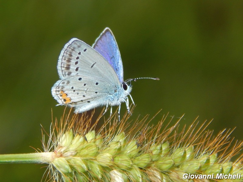 Parco del Ticino : incontri del 7/9/14